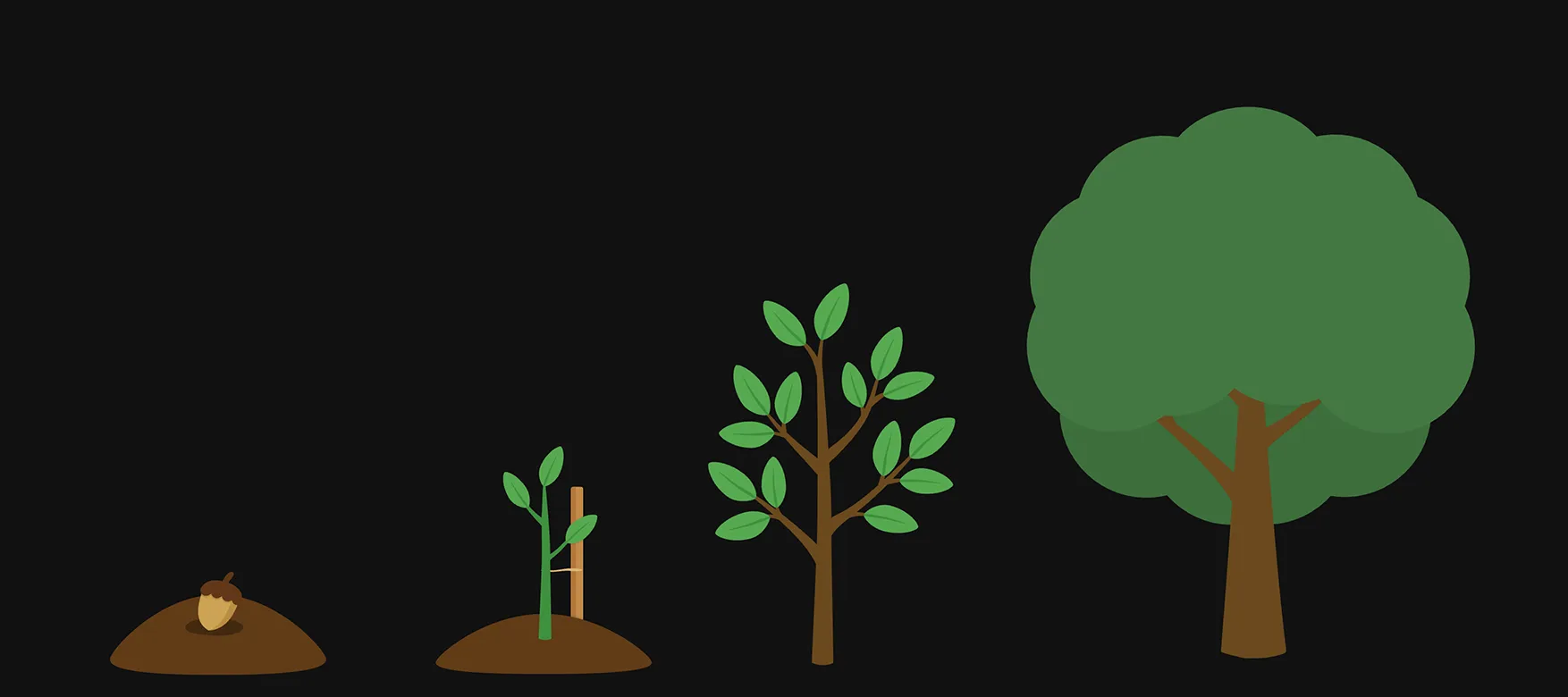 An acorn growing into a full tree: one plant in its four growth stages